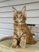 Maine Coon Cats for sale in Brookfield VIC 3338, Australia. price: $2,700