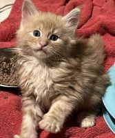 Maine Coon Cats for sale in Hamilton, OH, USA. price: $500