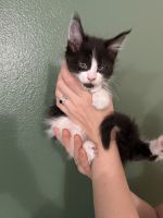 Maine Coon Cats for sale in Fairbanks, AK, USA. price: $2,400