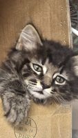 Maine Coon Cats for sale in Seattle, WA, USA. price: $250