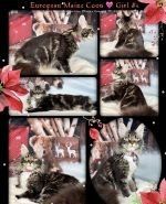 Maine Coon Cats for sale in Georgetown, SC 29440, USA. price: NA