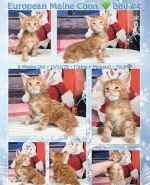 Maine Coon Cats for sale in Georgetown, SC 29440, USA. price: NA