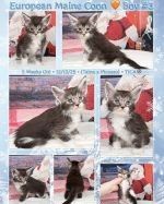 Maine Coon Cats for sale in Georgetown, SC 29440, USA. price: NA