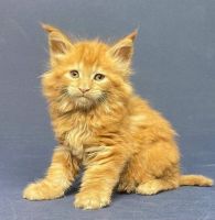 Maine Coon Cats for sale in Texas City, TX, USA. price: NA