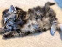 Maine Coon Cats for sale in Simpsonville, SC, USA. price: $800