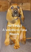 Majestic Tree Hound Puppies for sale in Anderson, AL, USA. price: $200