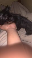 Mal-Shi Puppies for sale in Memphis, TN, USA. price: $150