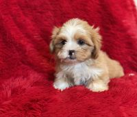 Mal-Shi Puppies for sale in Whittier, CA, USA. price: $999