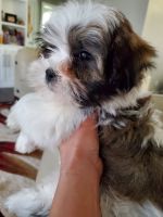 Mal-Shi Puppies for sale in Sioux Falls, SD, USA. price: $1,200