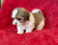 Mal-Shi Puppies for sale in Bakersfield, CA, USA. price: $999