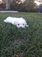 Mal-Shi Puppies for sale in Charleston, SC, USA. price: $950