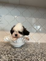 Mal-Shi Puppies for sale in Lake Elsinore, CA, USA. price: $1,000
