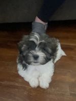 Mal-Shi Puppies for sale in Frankfort, KY 40601, USA. price: $700