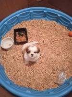 Mal-Shi Puppies for sale in Sacramento, CA, USA. price: $550