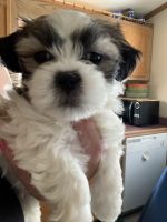 Mal-Shi Puppies for sale in Egg Harbor Township, NJ, USA. price: $525