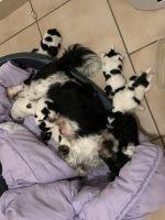 Mal-Shi Puppies for sale in Mackay, Queensland. price: $1,500