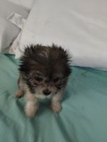 Mal-Shi Puppies for sale in Des Moines, Iowa. price: $300