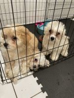 Mal-Shi Puppies for sale in Albany Creek, Queensland. price: $1,900