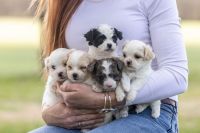 Mal-Shi Puppies Photos