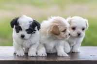Mal-Shi Puppies for sale in Spring City, Tennessee. price: $600