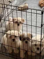 Mal-Shi Puppies for sale in Egg Harbor Township, New Jersey. price: $1,200
