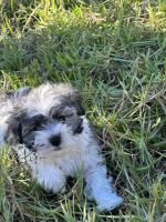 Mal-Shi Puppies for sale in Riverview, Florida. price: $1,800