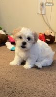 Mal-Shi Puppies for sale in Egg Harbor Township, New Jersey. price: $1,000