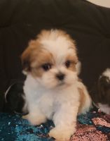 Mal-Shi Puppies for sale in Grayson, Georgia. price: $600