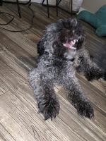 2 Maltese-Mix puppies need a loving home!