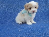 Mal-Shi Puppies for sale in La Habra Heights, CA, USA. price: $1,699