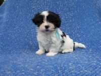 Mal-Shi Puppies for sale in La Habra Heights, CA, USA. price: $1,999
