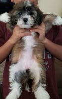 Mal-Shi Puppies for sale in Fresno, CA, USA. price: $700