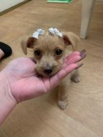 Mal-Shi Puppies for sale in San Diego, CA, USA. price: $400