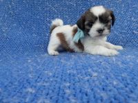 Mal-Shi Puppies for sale in La Habra Heights, CA, USA. price: $1,799