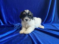 Mal-Shi Puppies for sale in Whittier, CA 90602, USA. price: $1,299