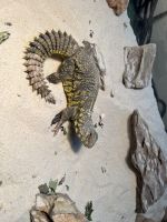 Mali Uromastyx Reptiles Photos