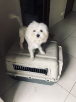 Maltese Puppies for sale in Hyderabad, Telangana, India. price: 80 INR