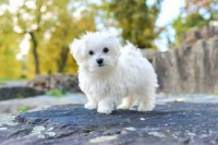 Maltese Puppies for sale in Toronto, ON, Canada. price: $800