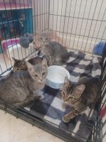 Maltese Cats for sale in Hampstead, NC, USA. price: $10