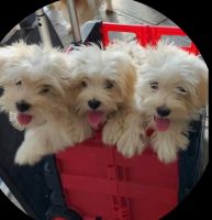 Maltese Puppies for sale in Parañaque, Metro Manila, Philippines. price: NA