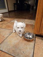 Maltese Puppies for sale in Oklahoma City, OK, USA. price: $700