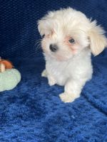 Maltese Puppies for sale in Anaheim, CA, USA. price: $1,000