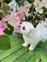 Maltese Puppies for sale in San Diego, CA, USA. price: $2,800