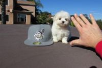 Maltese Puppies for sale in Quarryville, PA 17566, USA. price: NA