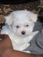 Maltese Puppies for sale in Idaho Falls, ID, USA. price: $1,400