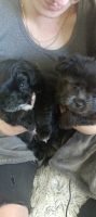 Maltese Puppies for sale in Seattle, WA, USA. price: $1,300