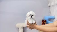 Maltese Puppies for sale in Queens, NY 11106, USA. price: $7,800