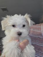 Maltese Puppies for sale in San Antonio, TX 78232, USA. price: $1,500