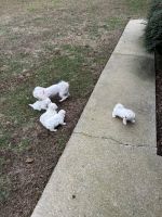 Maltese Puppies for sale in Conover, North Carolina. price: $1,800