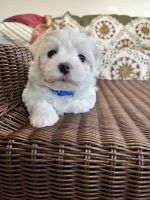 Maltese Puppies for sale in Sioux Falls, South Dakota. price: $750
